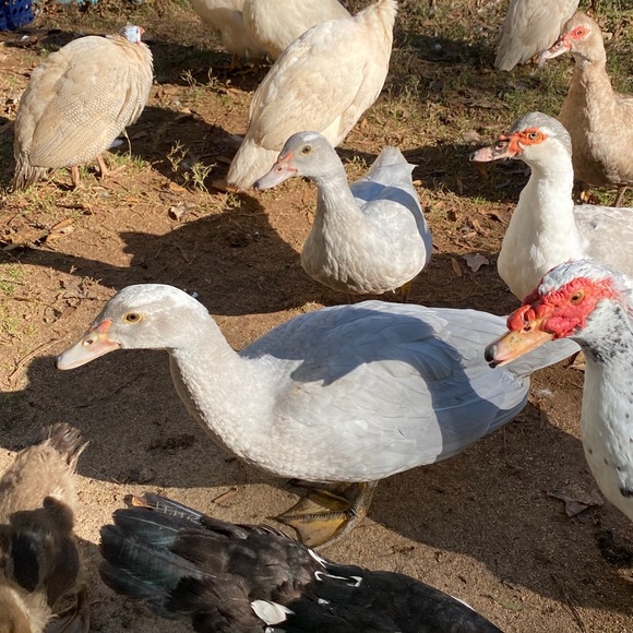 Meet your Posher, Carly - Picture 1 of 1